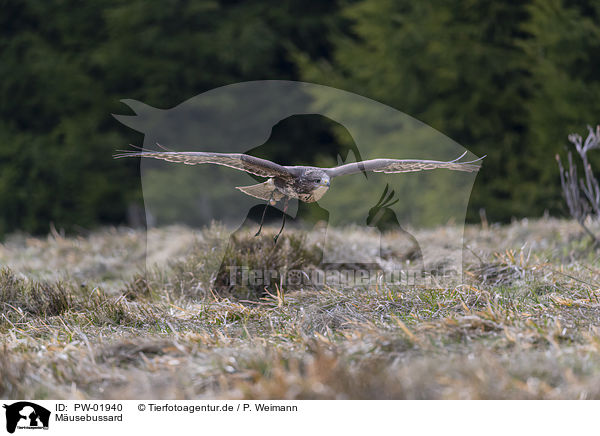 M�usebussard / PW-01940