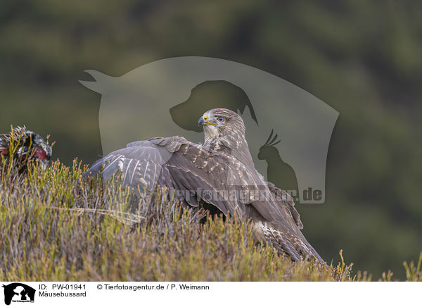M�usebussard / PW-01941