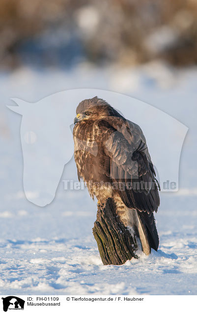 Musebussard / Eurasian Buzzard / FH-01109