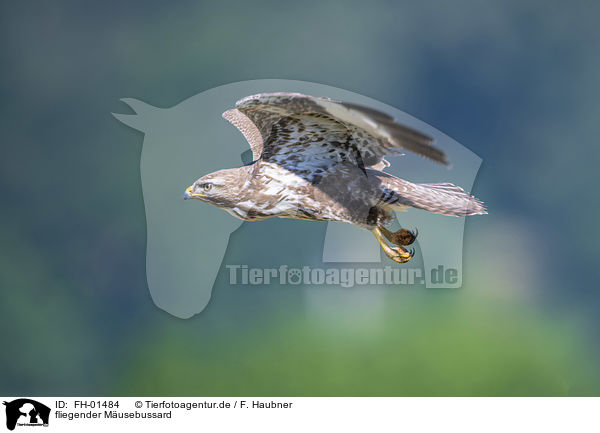 fliegender Musebussard / flying Eurasian Buzzard / FH-01484