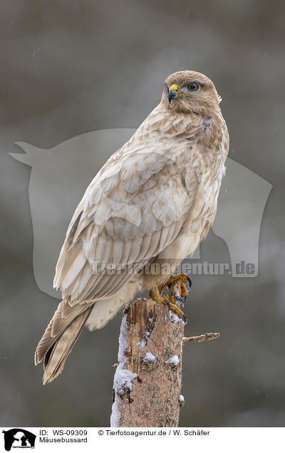 M�usebussard / common buzzard / WS-09309