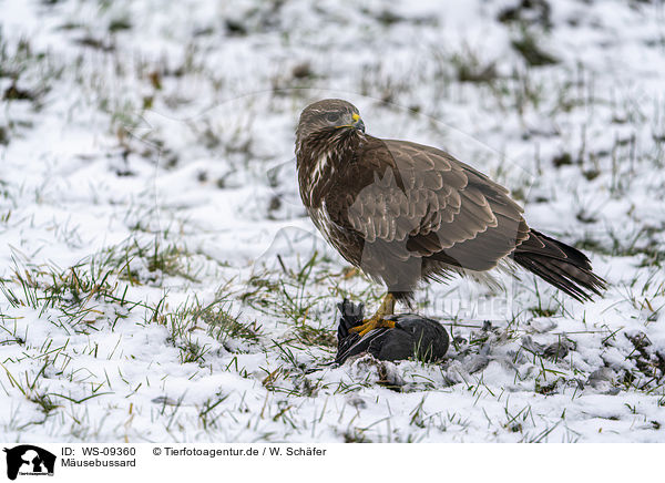 Musebussard / Common Buzzard / WS-09360