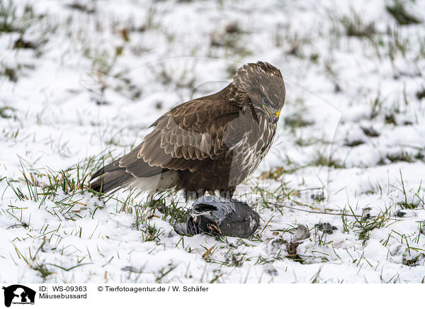 Musebussard / Common Buzzard / WS-09363