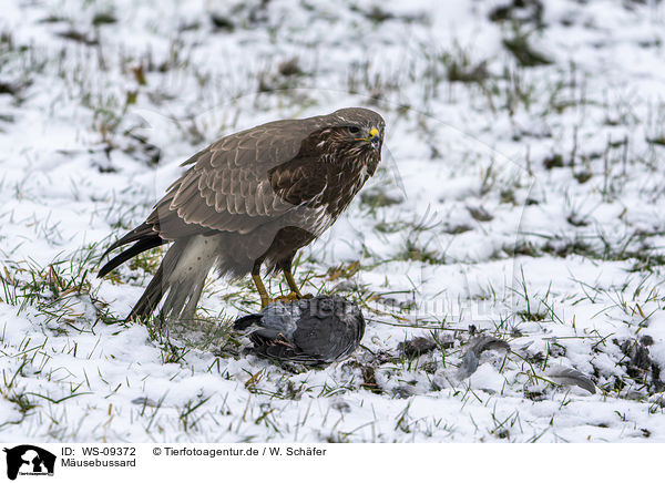 Musebussard / Common Buzzard / WS-09372