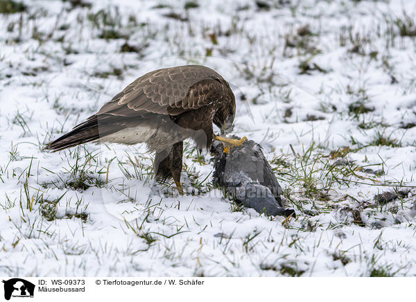 Musebussard / Common Buzzard / WS-09373