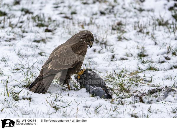 Musebussard / Common Buzzard / WS-09374