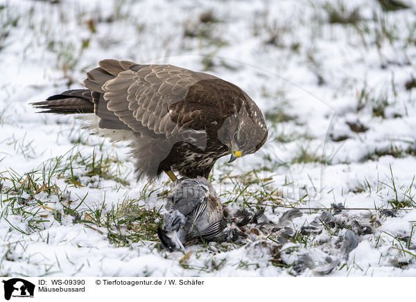 Musebussard / Common Buzzard / WS-09390