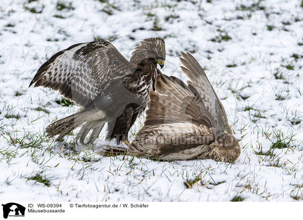 Musebussarde / Common Buzzards / WS-09394