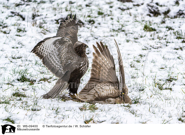 Musebussarde / Common Buzzards / WS-09400