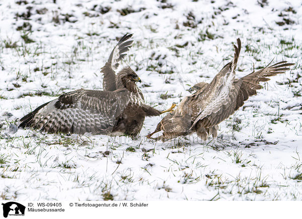 Mäusebussarde / Common Buzzards / WS-09405