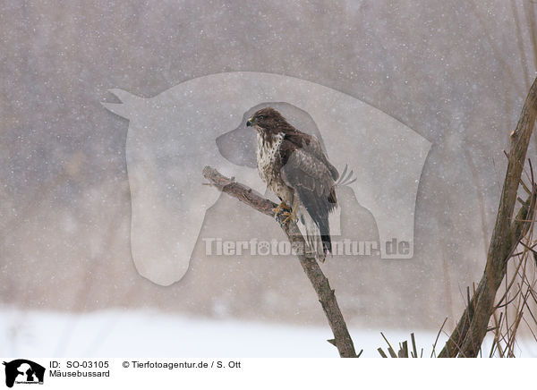 Musebussard / Eurasian Buzzard / SO-03105