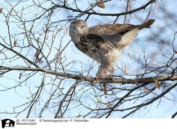 M�usebussard / common buzzard / FF-11340