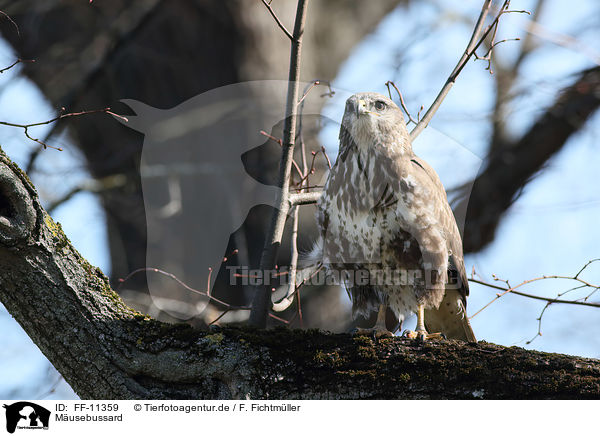 Musebussard / common buzzard / FF-11359