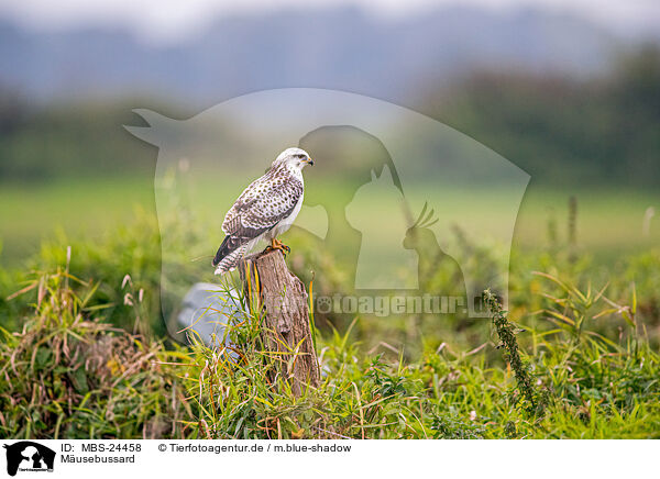 M�usebussard / Eurasian Buteo / MBS-24458