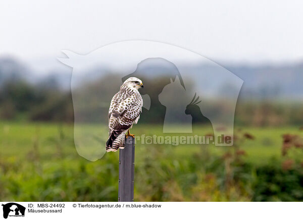 Musebussard / Eurasian Buteo / MBS-24492