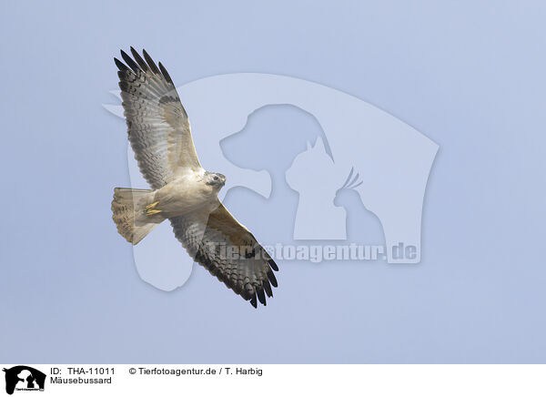 M�usebussard / THA-11011