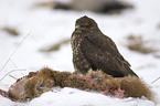 Bussard mit totem Fuchs