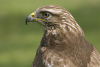 Musebussard Portrait