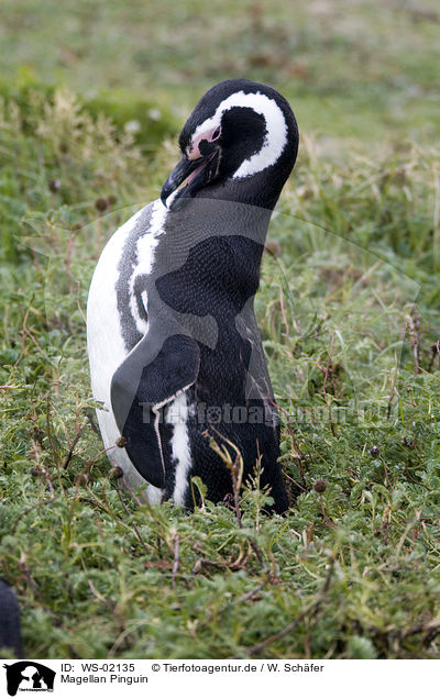 Magellan Pinguin / Magellanic Penguin / WS-02135