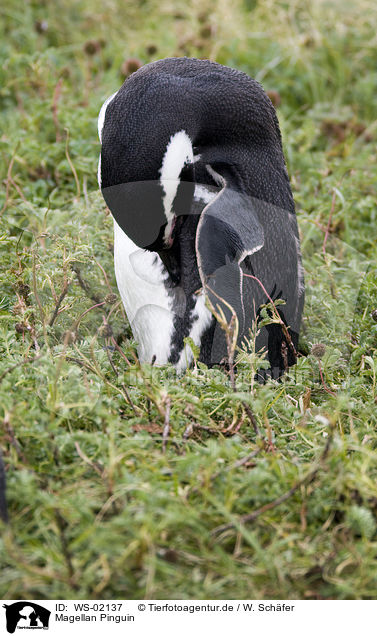 Magellan Pinguin / Magellanic Penguin / WS-02137