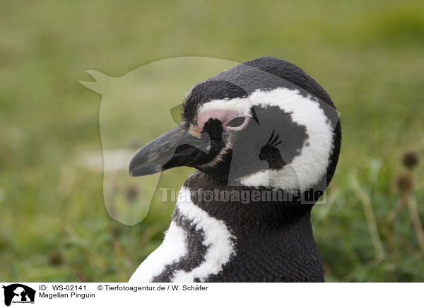 Magellan Pinguin / Magellanic Penguin / WS-02141