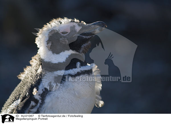 Magellanpinguin Portrait / Magellanic penguin portrait / HJ-01067