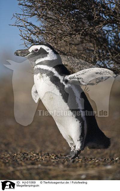 Magellanpinguin / Magellanic penguin / HJ-01069