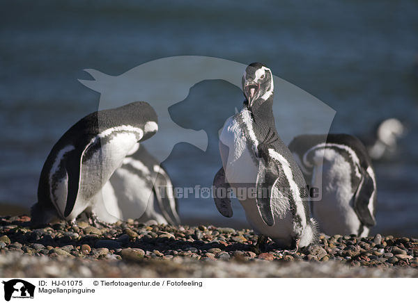 Magellanpinguine / Magellanic penguins / HJ-01075