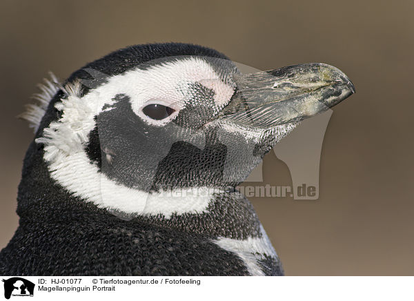 Magellanpinguin Portrait / Magellanic penguin portrait / HJ-01077