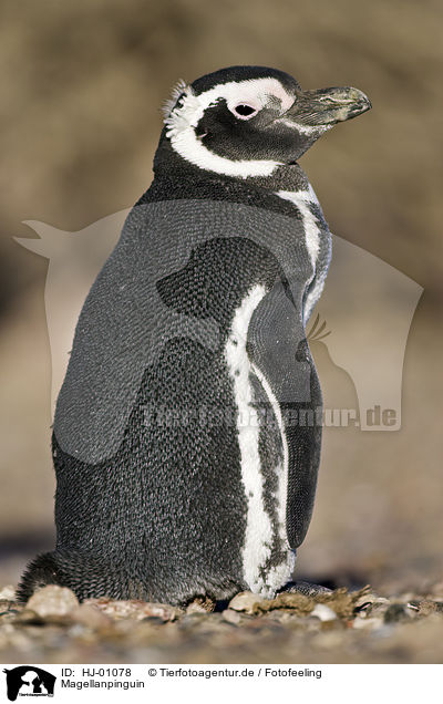 Magellanpinguin / Magellanic penguin / HJ-01078