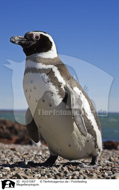 Magellanpinguin / Magellanic penguin / HJ-01087