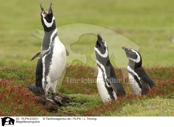 Magellanpinguine / Magellanic Penguins / FLPA-03201