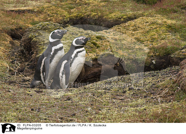 Magellanpinguine / Magellanic Penguins / FLPA-03205