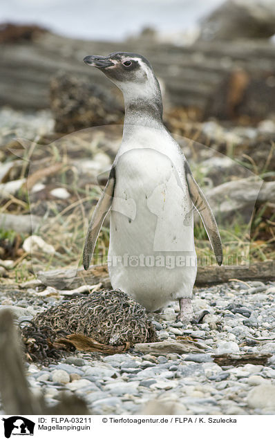 Magellanpinguin / Magellanic Penguin / FLPA-03211