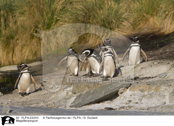 Magellanpinguin / FLPA-03243