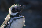 Magellanpinguin Portrait