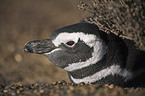 Magellanpinguin Portrait