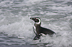 Magellanpinguin