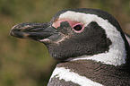 Magellanpinguin