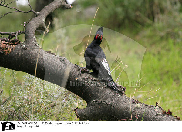 Magellanspecht / Magellanic Woodpecker / WS-02156