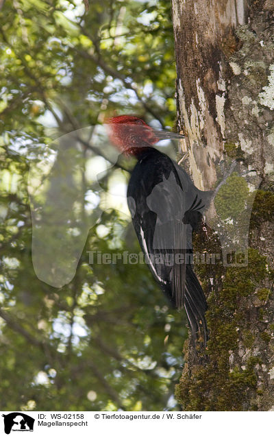 Magellanspecht / Magellanic Woodpecker / WS-02158