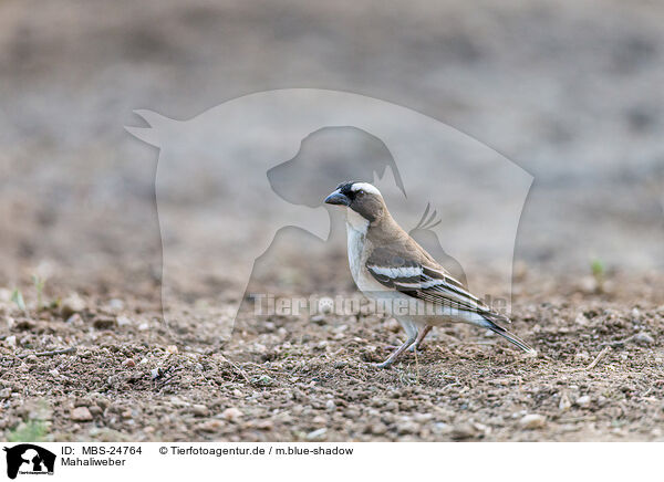 Mahaliweber / white-browed sparrow-weaver / MBS-24764