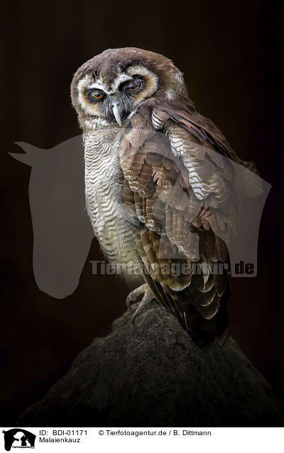 Malaienkauz / Brown Wood Owl / BDI-01171