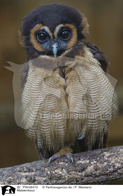 Malaienkauz / Brown Wood Owl / PW-08410