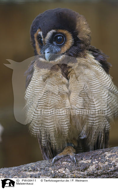 Malaienkauz / Brown Wood Owl / PW-08411
