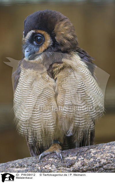 Malaienkauz / Brown Wood Owl / PW-08412