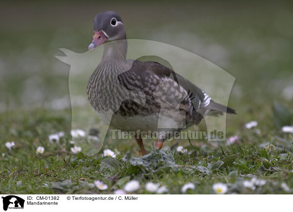 Mandarinente / Mandarin duck / CM-01382