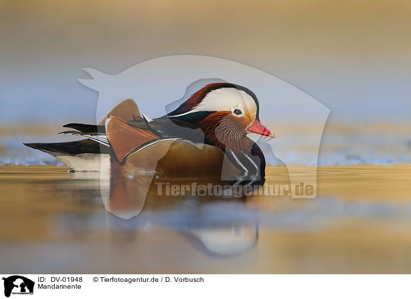 Mandarinente / Mandarin duck / DV-01948