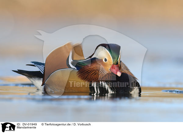 Mandarinente / Mandarin duck / DV-01949