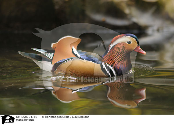 Mandarinente / Mandarin duck / DMS-04788